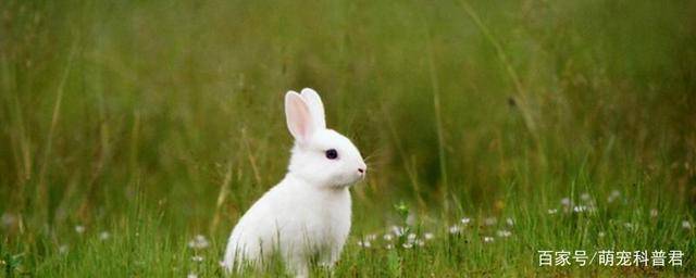 兔子的三个最大的特点为:其一,三瓣嘴是它的主要特征,它的鼻孔很大是