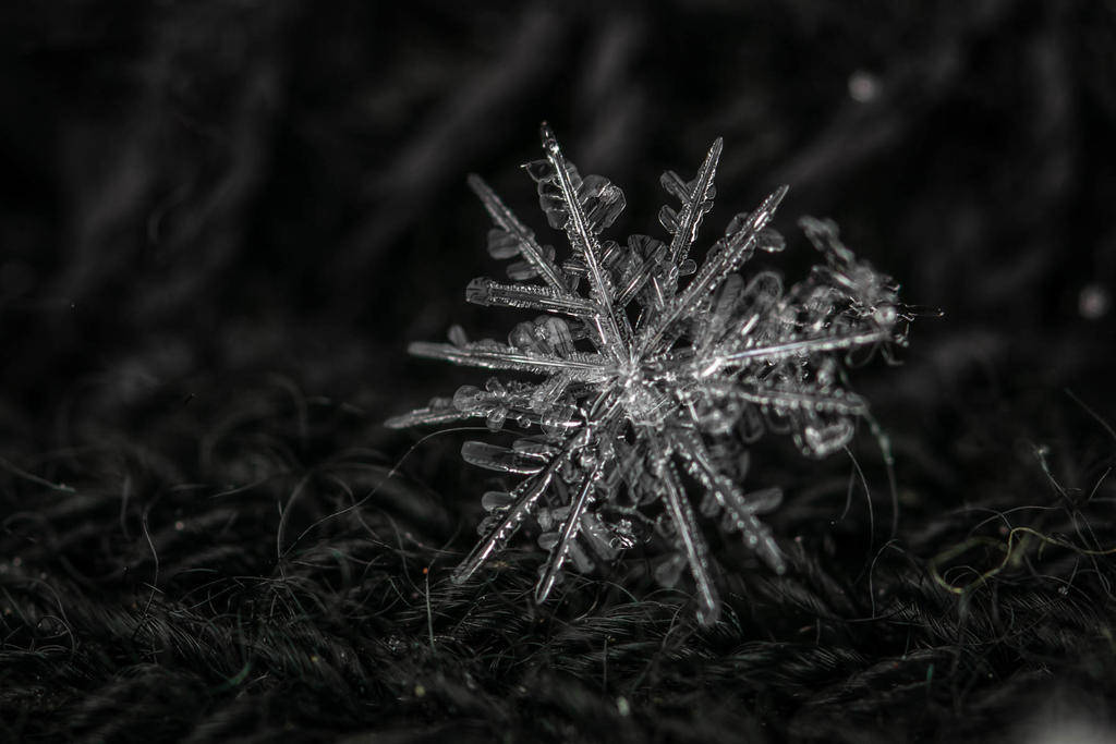 一片雪花究竟能有多大?_温度_照片_晶体