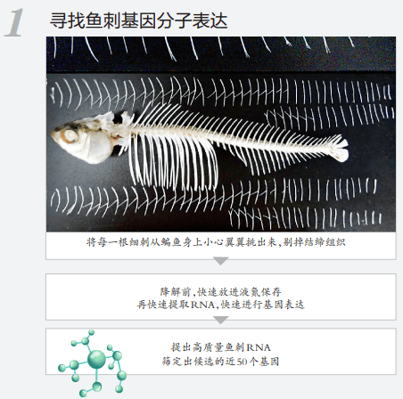 来源|吃鱼不挑刺？高校重大突破！网友有个大胆的想法......
