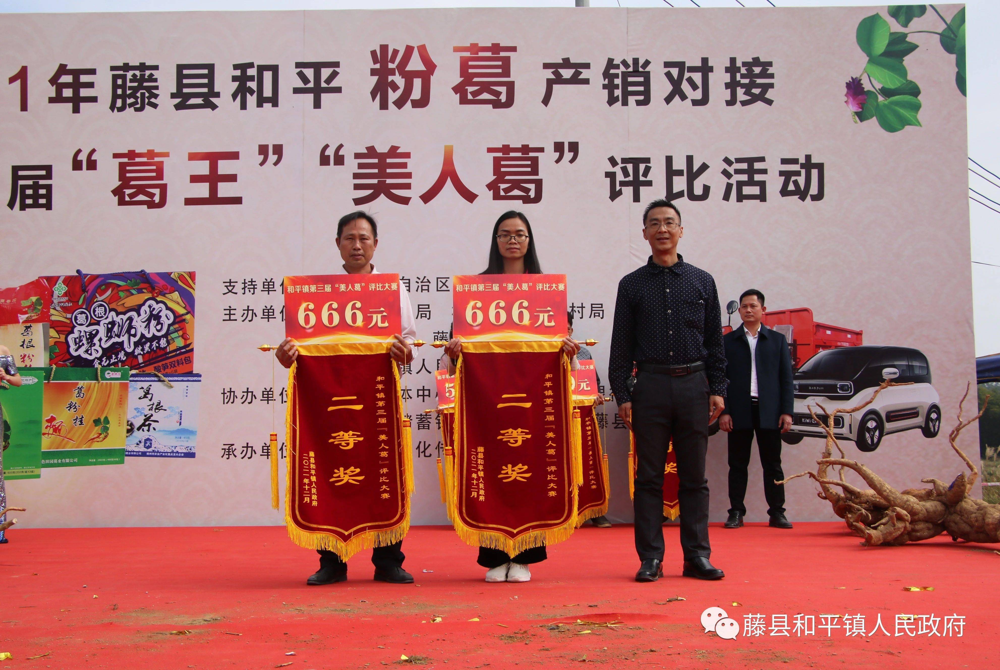 1618斤的粉葛你见过吗快来看看藤县和平镇2021年的葛王美人葛吧
