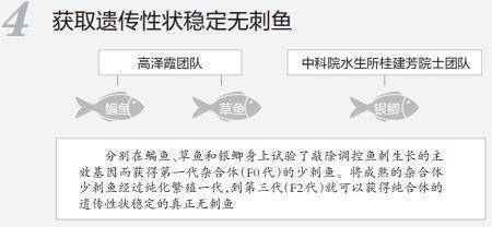 大口|什么？吃鱼不用挑刺，可以大口吞！吃货们提出了更大胆的想法