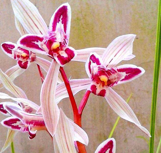 人间哪得几回闻,火了30多年,至今热度不减_兰花_玉兔_香味