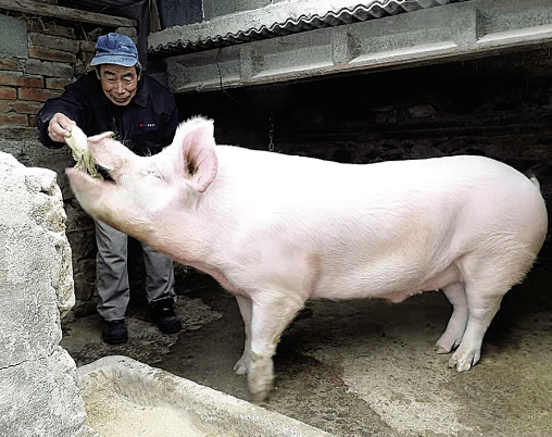 瓦房店城山村有一头600斤的爆款猪