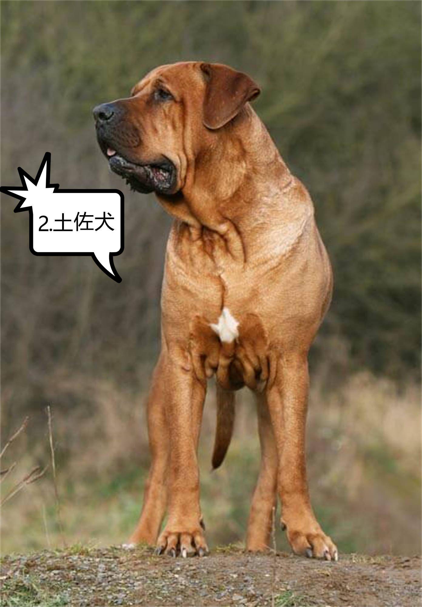 烈性犬大型犬名录图片