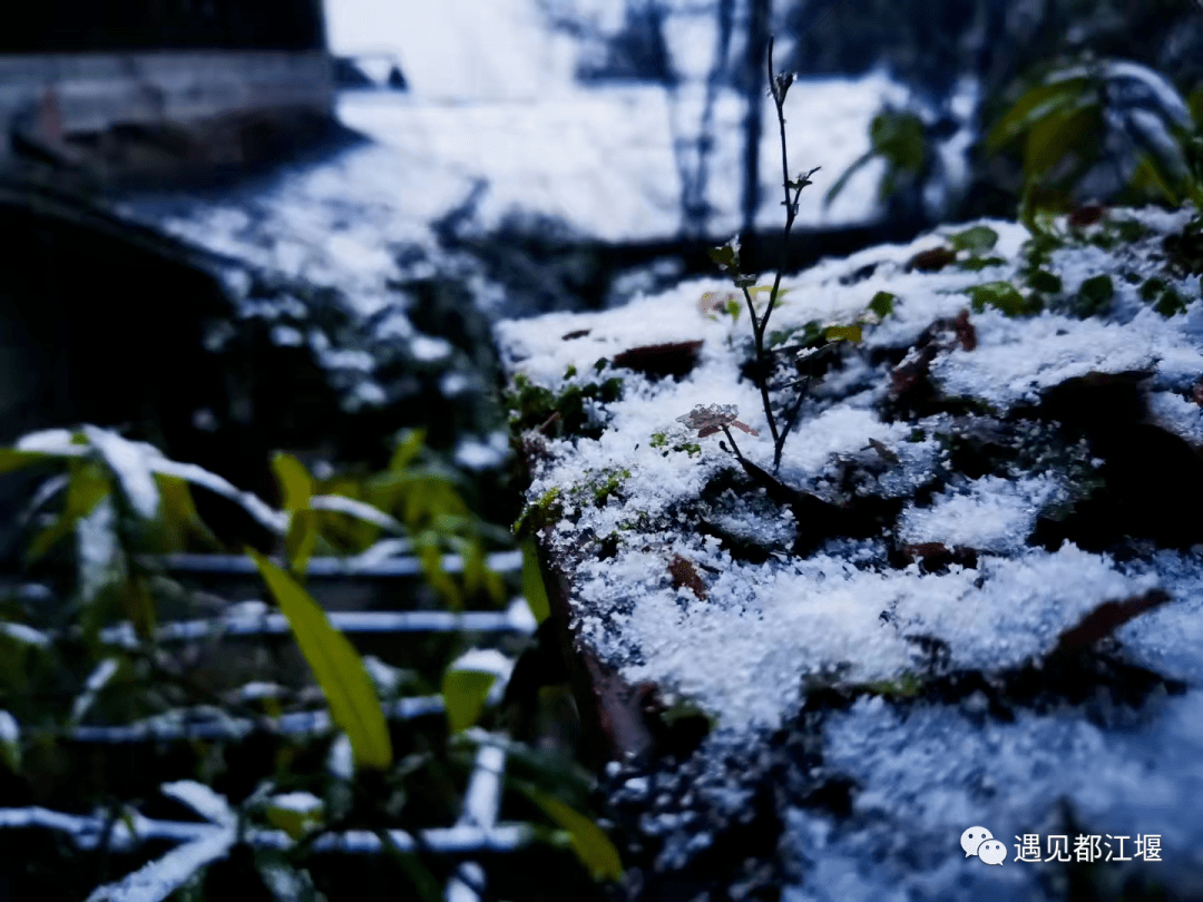 雪景|不负众望！都江堰下雪啦！最美雪景在这里~