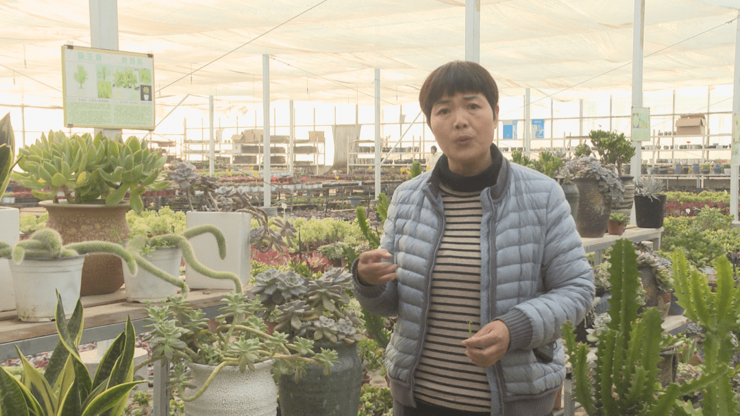 长寿之乡河南封丘:萌萌"多肉"敲开乡村"致富门"