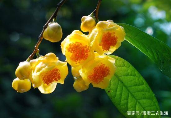 可以食用的花黄色 3b8e89e0473a42caa145dbb22dc2e131.jpeg
