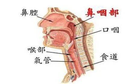 鼻咽管的位置图片图片