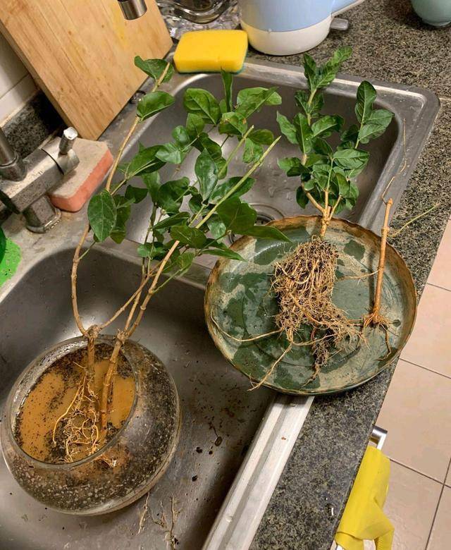 买回来的两棵茉莉花苗直接洗根上盆 发现叶片有些枯萎还有救吗 网友 盆栽 建议