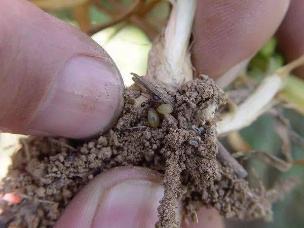 专家提示警惕小麦粒线虫病死灰复燃