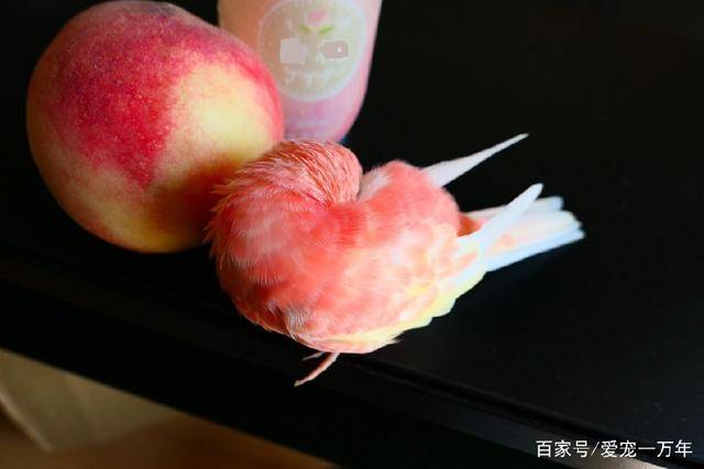 桃粉色的鹦鹉是什么鹦鹉?怎么养?_伯克_红宝石_颜色