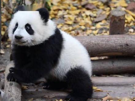 慢动作|请让让！熊猫幼儿园小霸王来了