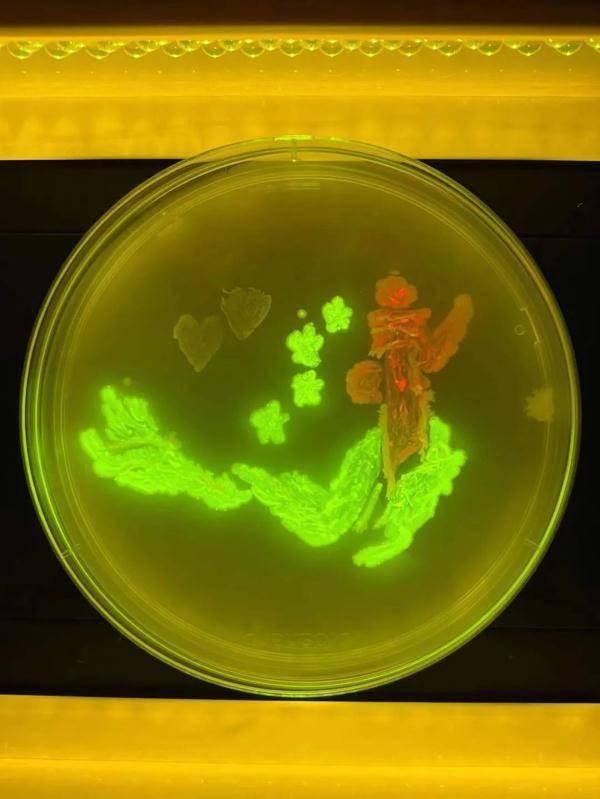 培养皿|“出圈”的大学期末考试：用微生物绘画