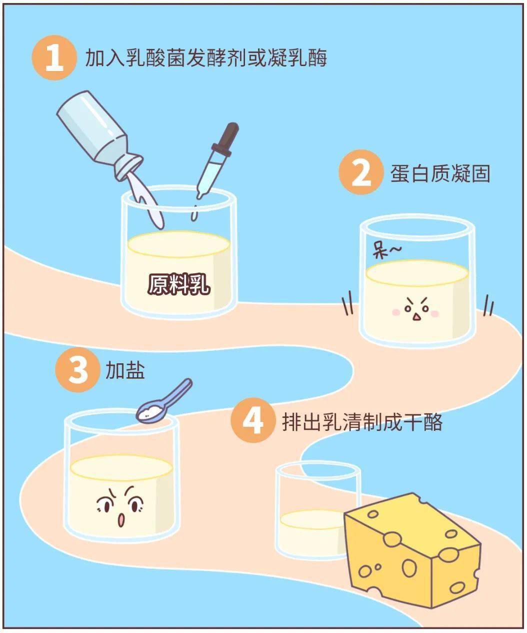 在牛奶中加入乳酸菌发酵剂或凝乳酶,让蛋白质凝固,压出多余水分,排掉