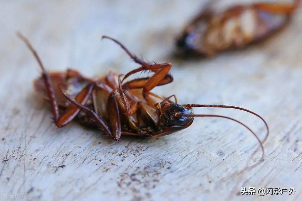 蟑螂怎麼消滅最乾淨徹底的方法 驅除蟑螂小妙招 蟑螂怎麼消滅最徹底