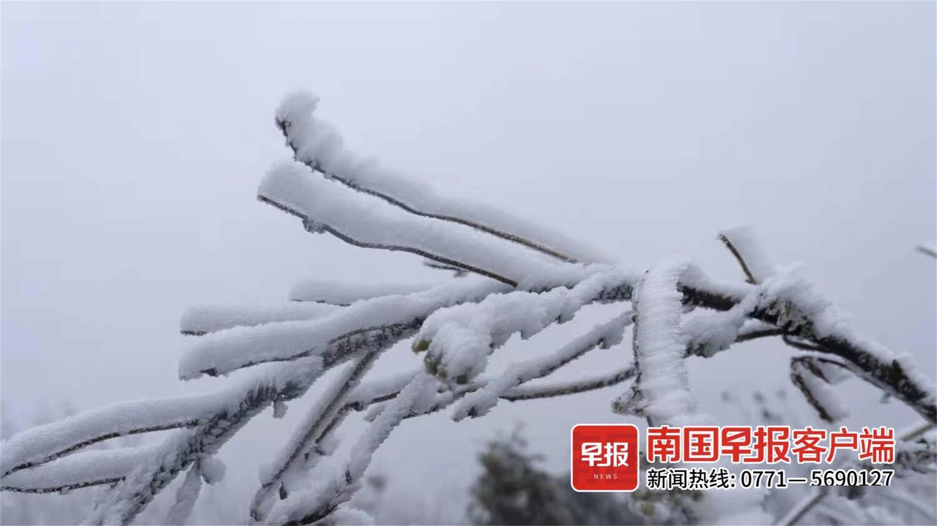 高山|美出圈！乐业高山地带出现雾凇景观，漫山遍野银装素裹