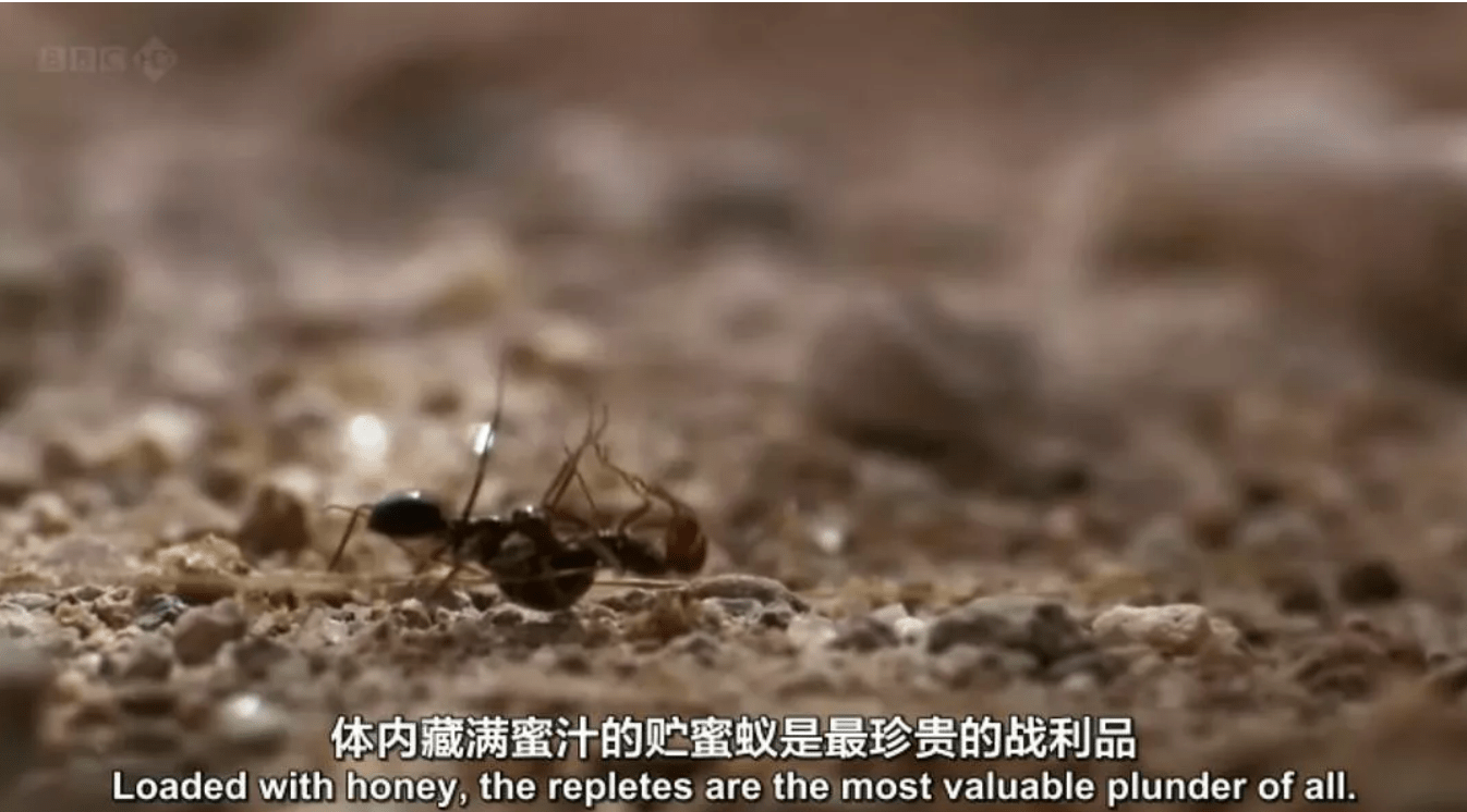 诺克比|爱德华·威尔逊写小说：把“蚂蚁社会”作为人类的一个隐喻