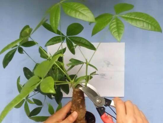 小发财树怎么修剪枝叶5个实用的小技巧让你越养越茂盛