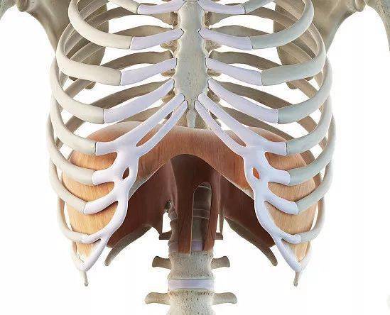 膈肌的功能解剖触诊及训练方案