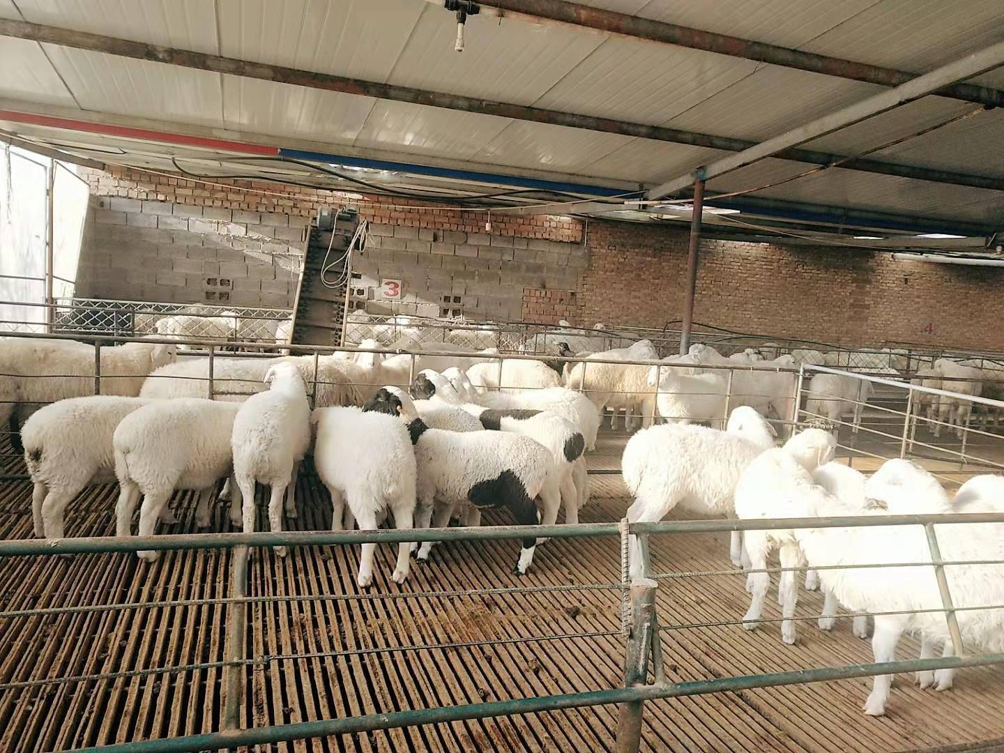 电足羊肥致富忙 服务 中宁县 养殖