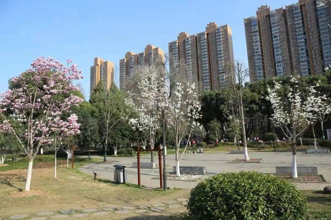 值得一提的是武漢市園林科普公園的荷花園是全國知名的荷花培植基地所