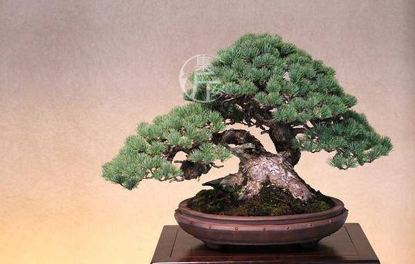 盆景分段式造型法 五月份五针松剪定技巧 剪芽控针定型作业 进行 枝条 修剪 盆景分段式造型法 五月份五针松剪定技巧 剪芽控针定型作业 进行 枝条 修剪