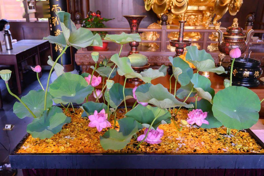 一年二十场供花见者欢喜每一张都值得收藏的美图