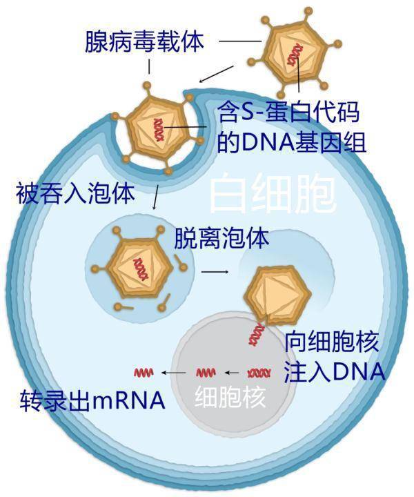 疫苗|浙江昨天新增境外输入确诊病例4例｜疫苗如何保护我们？一文看懂～