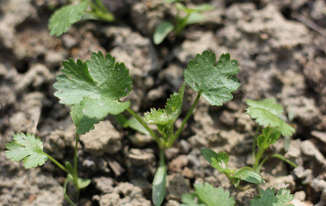 缺钾肥时香菜的叶片会出现无光泽,叶梗干老的情况,香菜生长发育期间