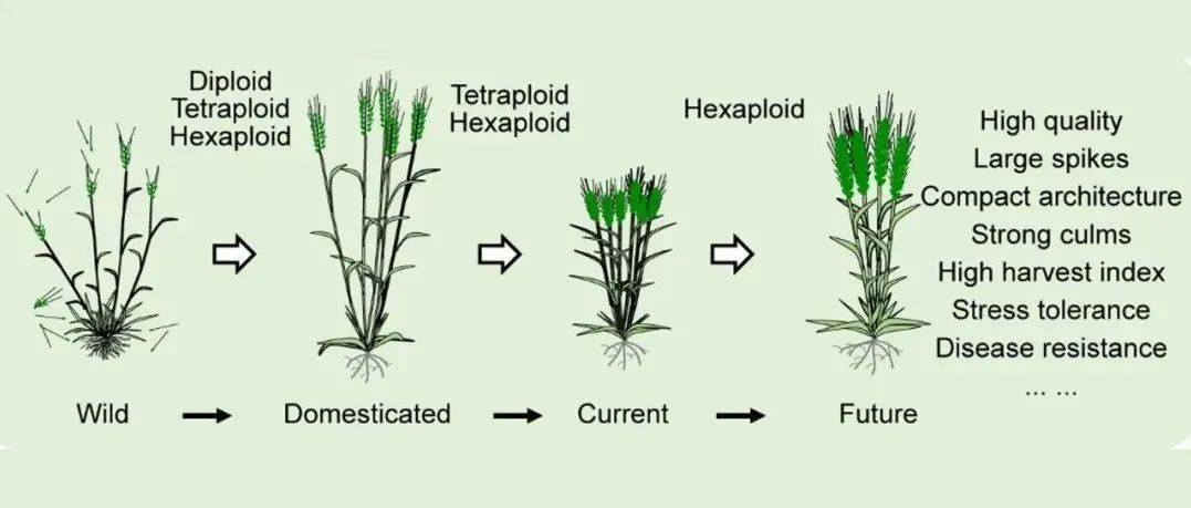 中国农业大学孙其信教授团队应邀综述多倍体小麦的成功之路：起源、进化及遗传改良的分子基础_研究_小麦_进化
