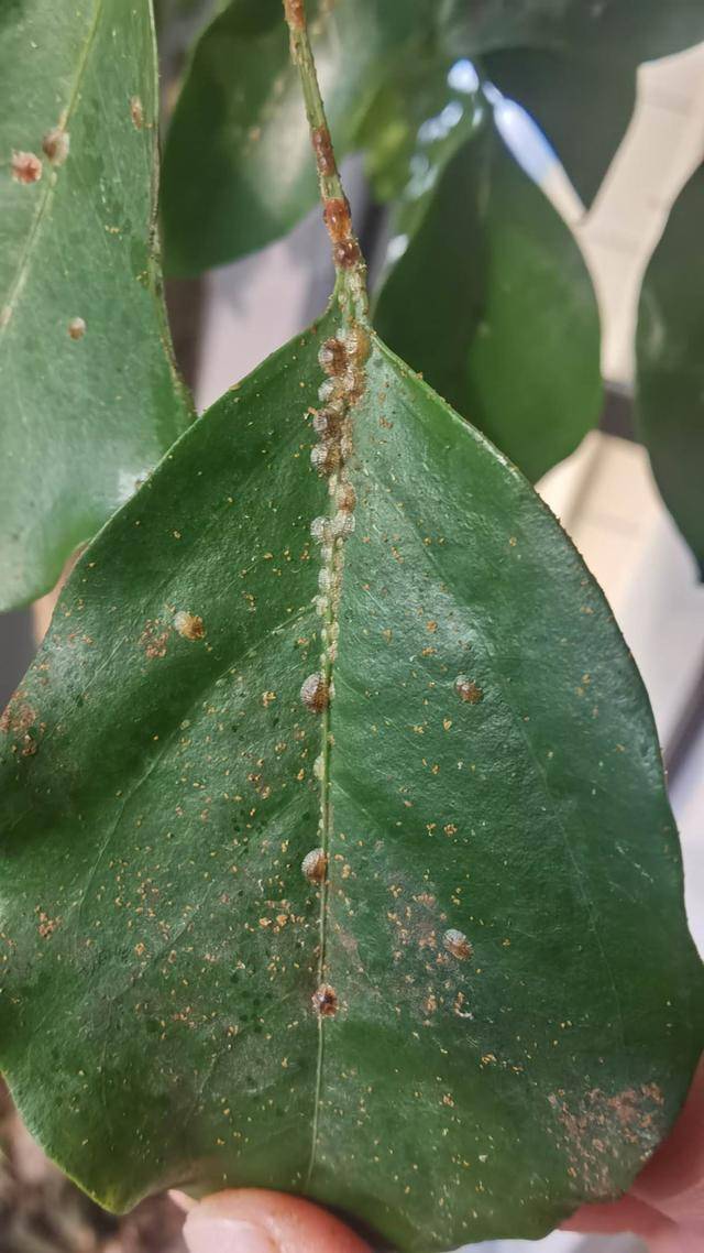 杀虫的好时机到了 要想虫卵一窝端 得在土里铺一层 小东西 花盆里 虫子 植物