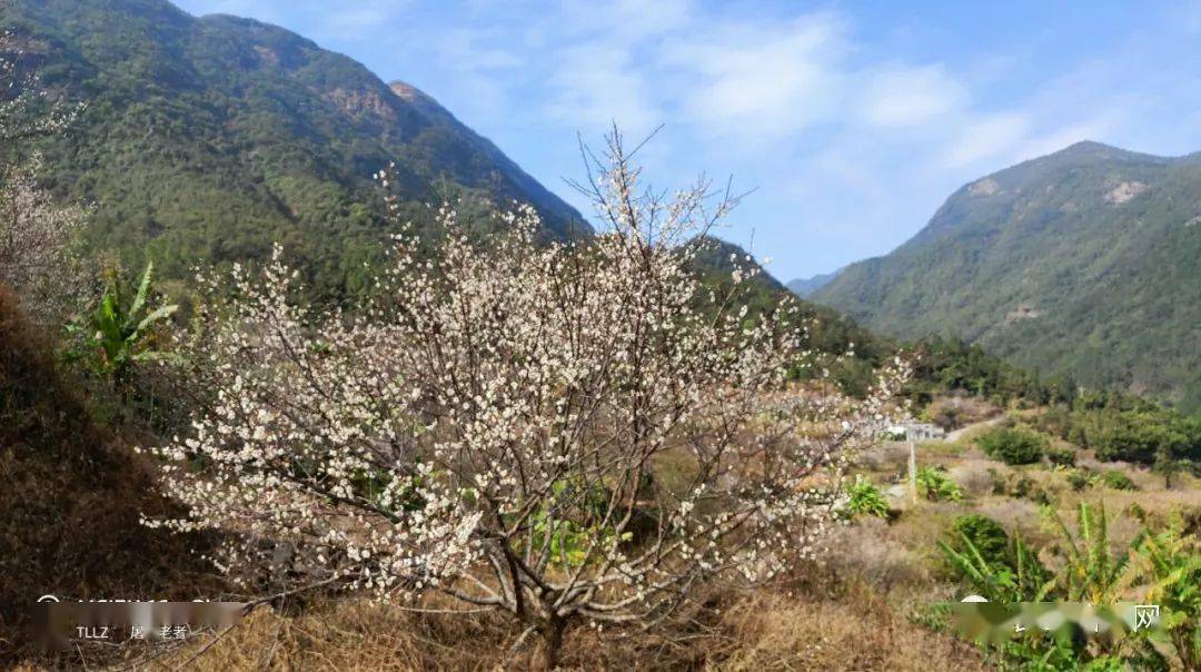 揭西良田梅花图片