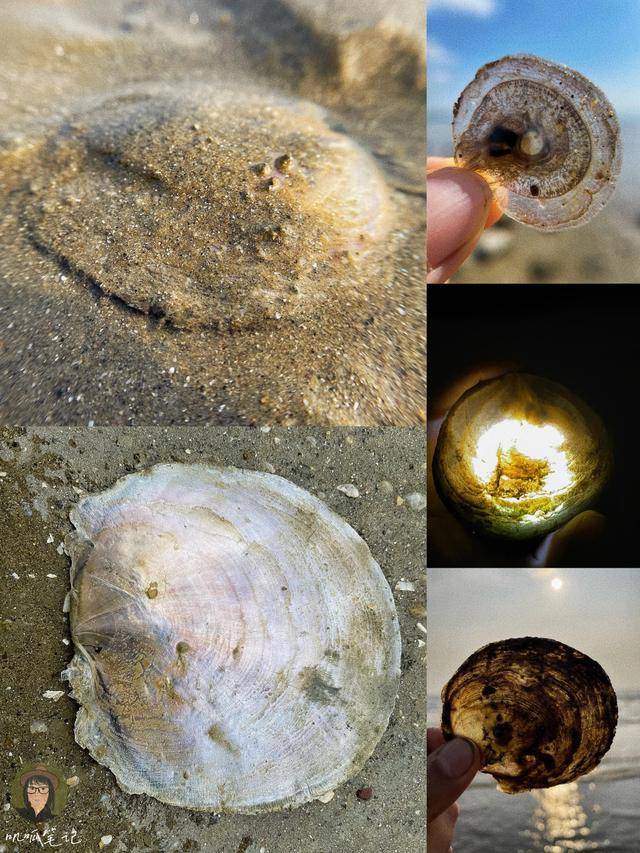 鸭卵片沙婆蛎蓼螺福建古人口中的这些海鲜今为何物