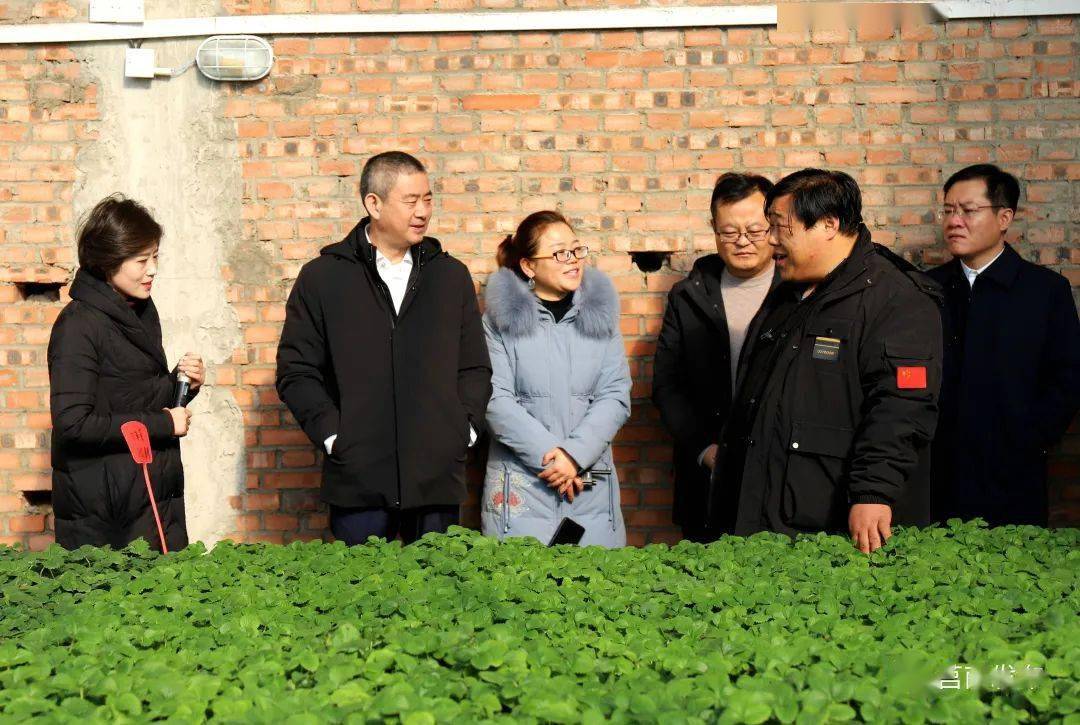 县委书记黄慧林到洙边镇调研农业农村工作