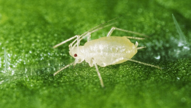 绿色的虫子是什么虫