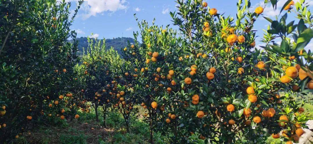 橙子红了,邦东的冬天是一个收获的季节,在卫平村,橙子压弯了枝头,待人