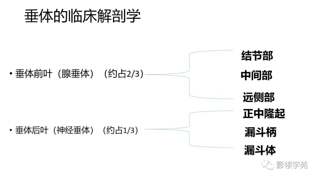 Rathke|垂体解剖及常见病变影像学表现