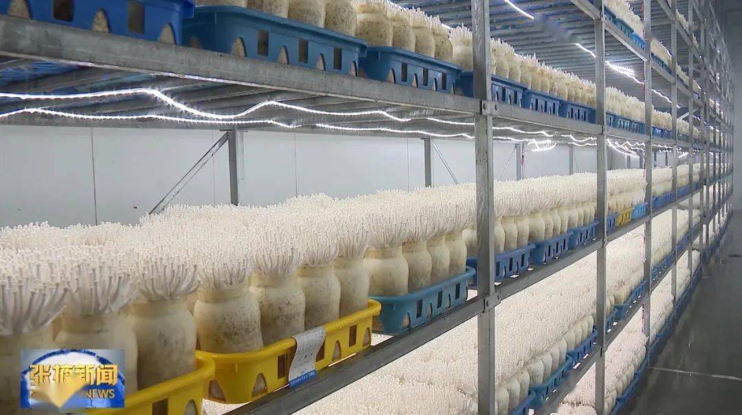 位于甘州区巴吉滩食用菌产业园的神农珍稀菇业出菇房内,一排排海鲜菇