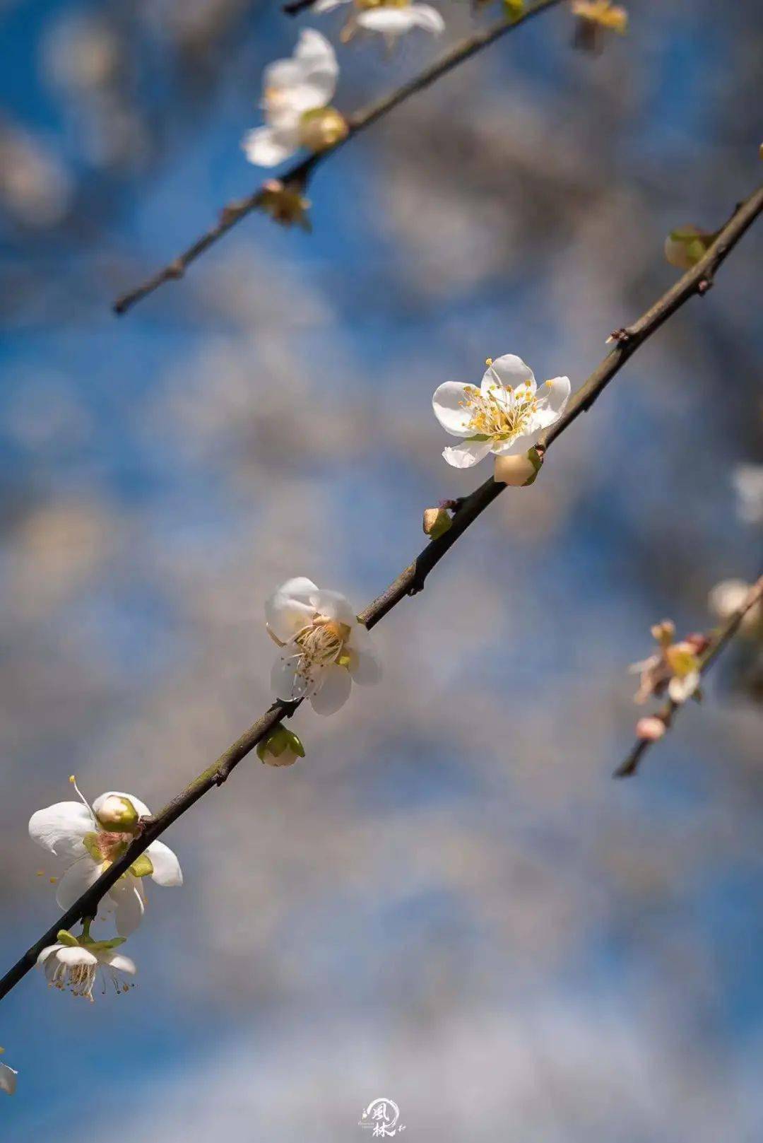 揭西梅花图片