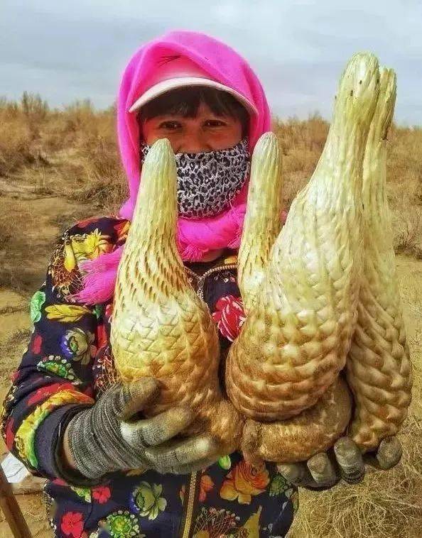 它被称为沙漠人参是历代补肾壮阳类处方中使用频度最高的补益品之一