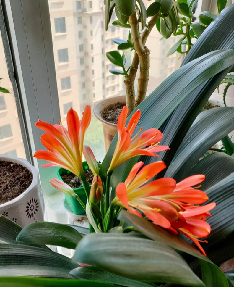 叶子|冬天养君子兰,要给它加点“零食”,叶子油亮开花爆盆