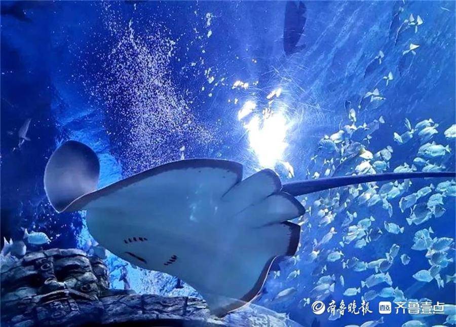 东营首家海洋公园今日启幕少年宫芳华再现