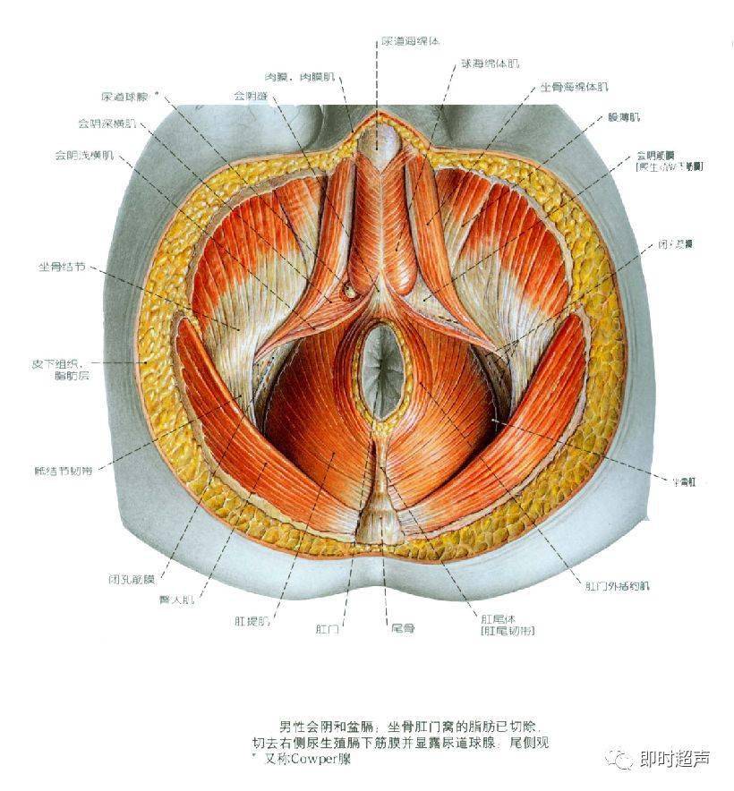 宫颈前唇和后唇结构图图片