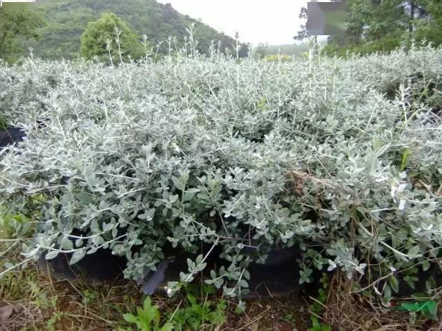 銀石蠶屬;常綠灌木,全株銀灰色,花藍色,花期春季;形態特徵:水果蘭