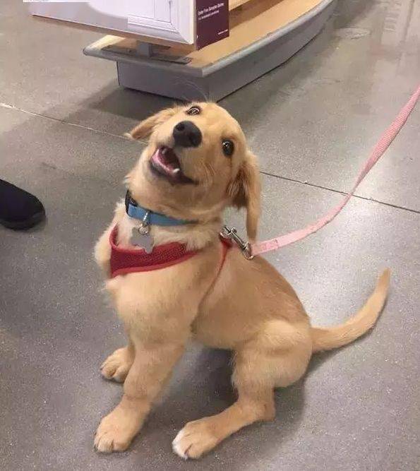 小姐姐分享家里小狗勾的照片被疯狂点赞只因为她家狗长牙了