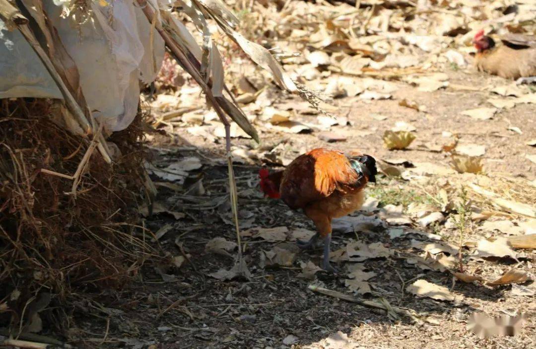 临朐微刊马玉宝母鸡屁股开银行