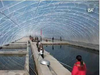 农民在池塘上盖大棚,不养鱼不养鸭,轻轻松松年赚50万_养殖业_稻田