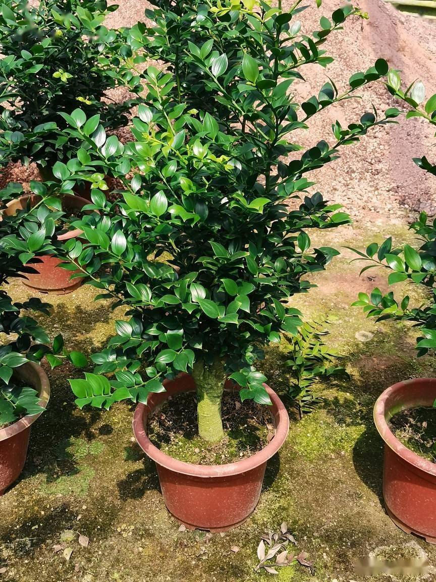 竹柏嫁接技术研究