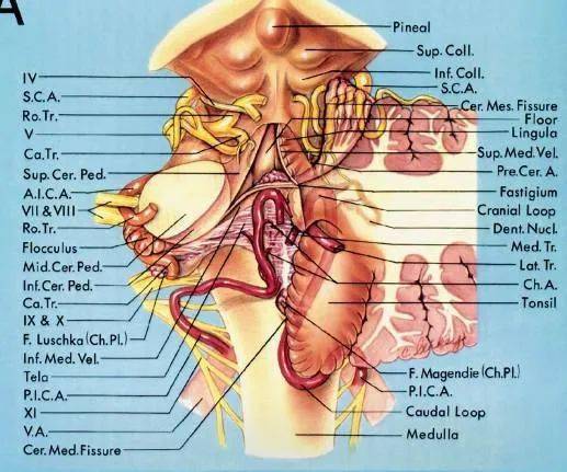 如何記後顱窩三組神經血管複合體解剖!_小腦_包括_延髓
