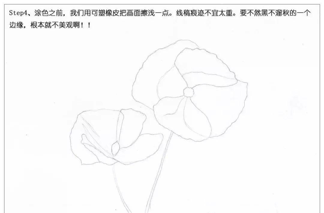 毒品花罂粟花简笔画图片